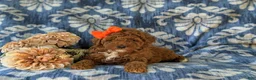 Miniature Poodle dogs for sale: Shelly - Ad 5