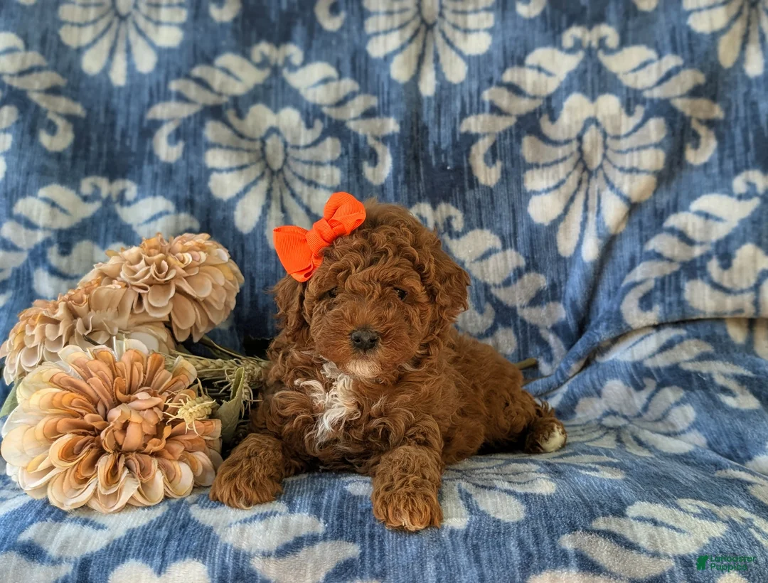 Miniature Poodle dogs for sale: Shelly - Ad 5