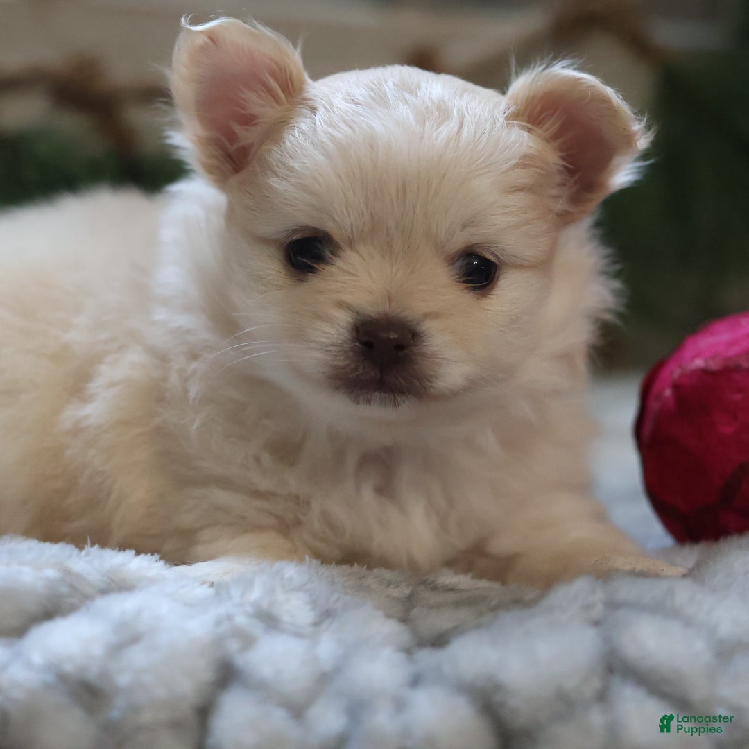 Maltipom dogs for sale: Sugarplum - Ad 6
