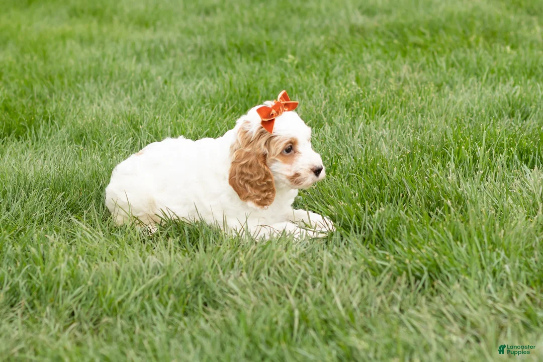 Cockapoo dogs for sale: Jasmine  - Ad 2