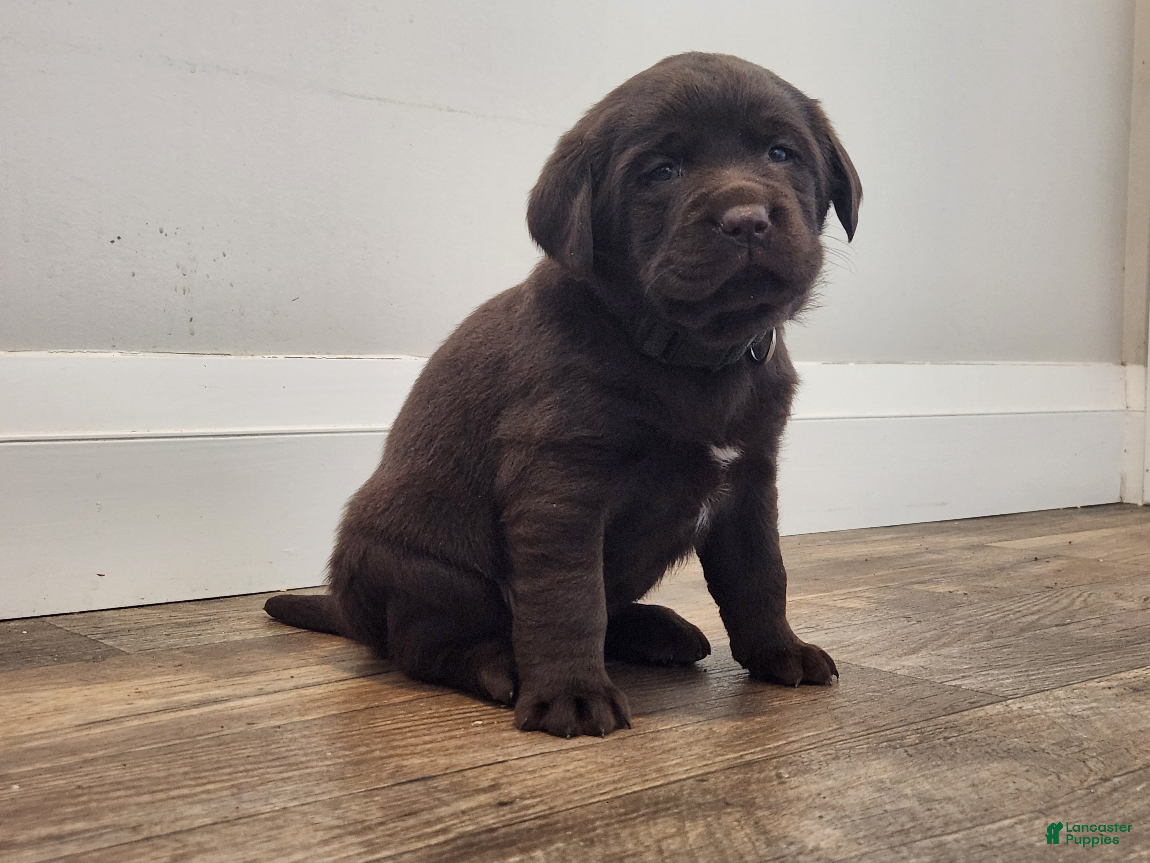 Labrador Retriever dogs for sale: Labrador Retriever Puppy 6 - Ad 2