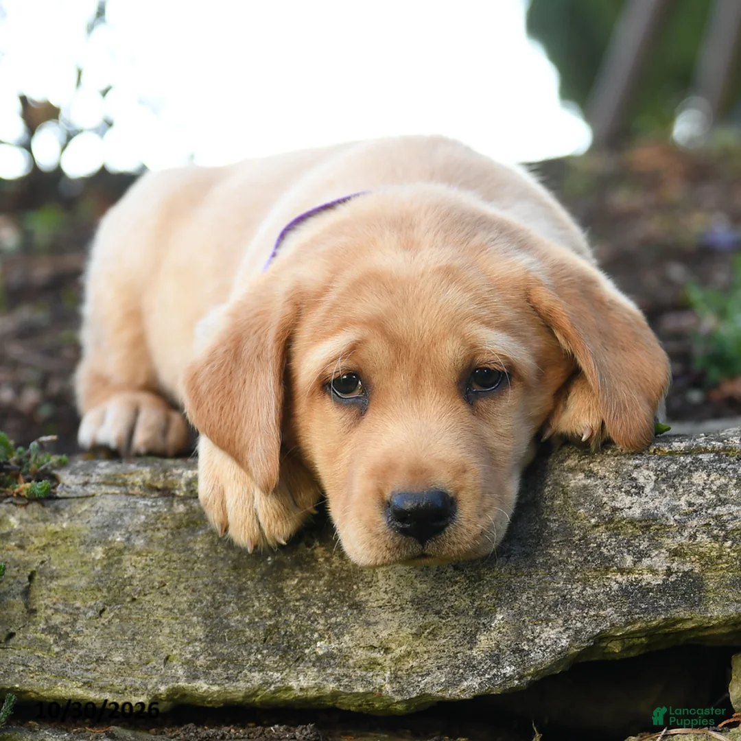Labrador Retriever dogs for sale: April - Ad 2