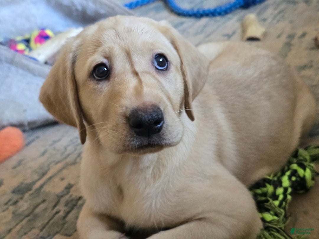 Labrador Retriever dogs for sale: Labrador Retriever Puppy 1 - Ad 14