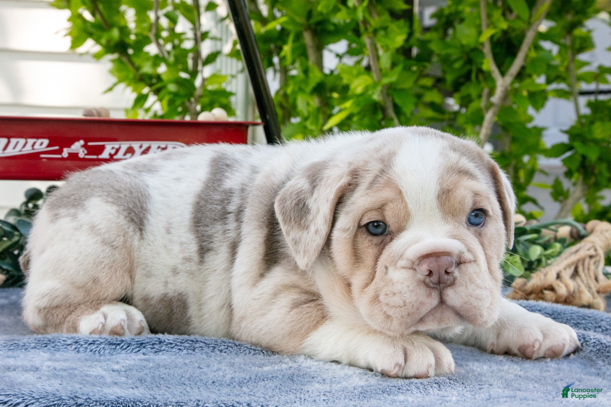 Beabull dogs Jake - Ad 1