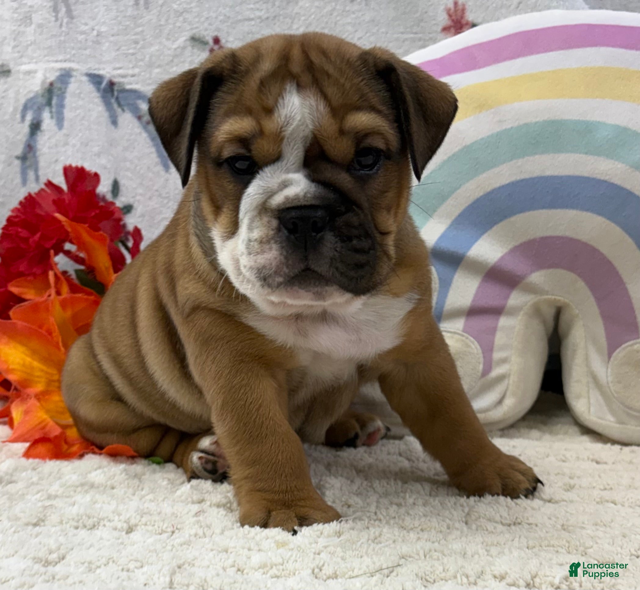 English Bulldog dogs Zinnia - Ad 1