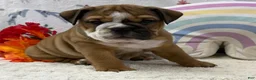 English Bulldog dogs for sale: Zinnia - Ad 1