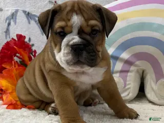 English Bulldog dogs for sale: Zinnia - Ad 3