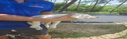 Dogo Argentino dogs for sale: Dogo Argentino Puppy 1 - Ad 21
