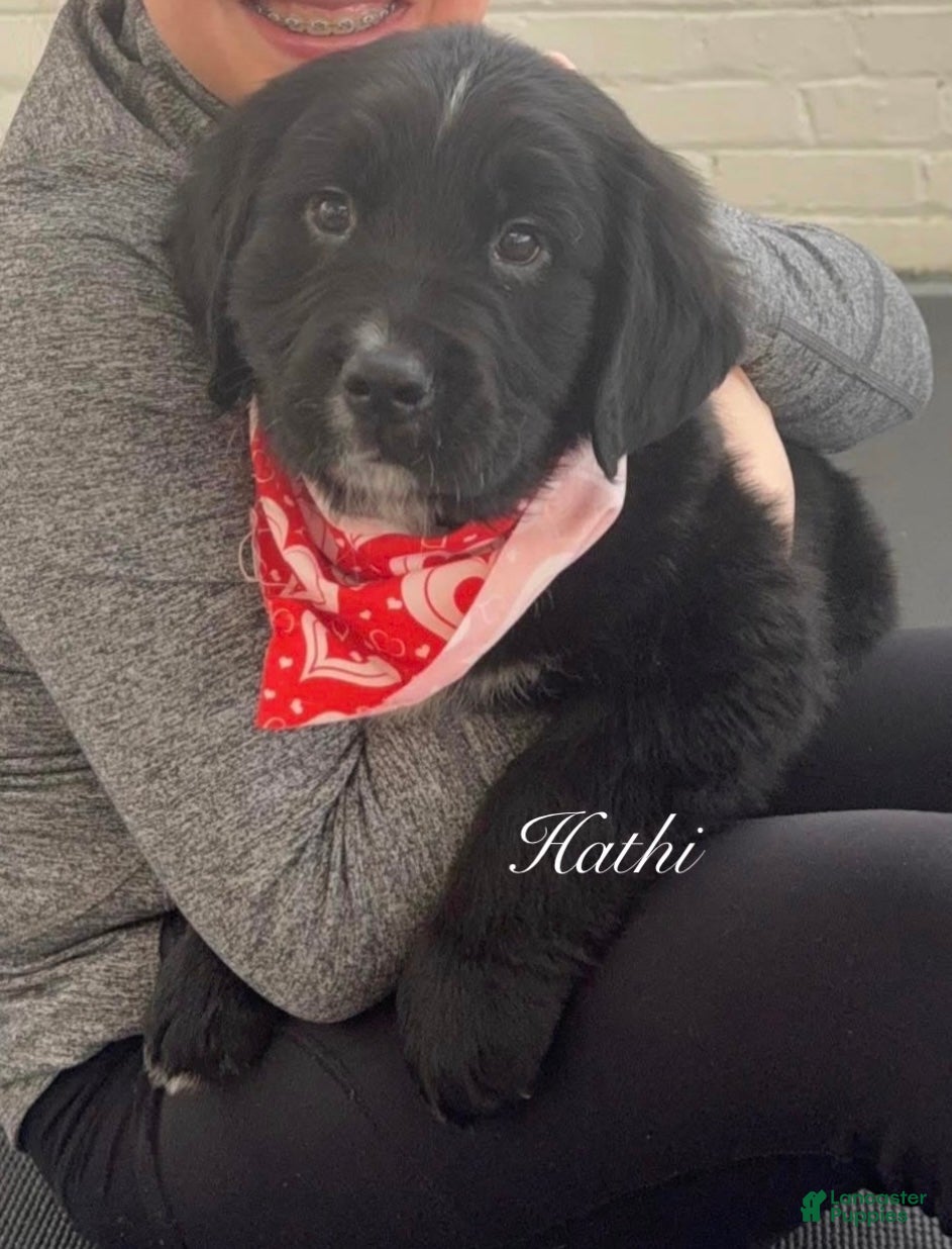 Mixed Breed dogs Hathi - Ad 1