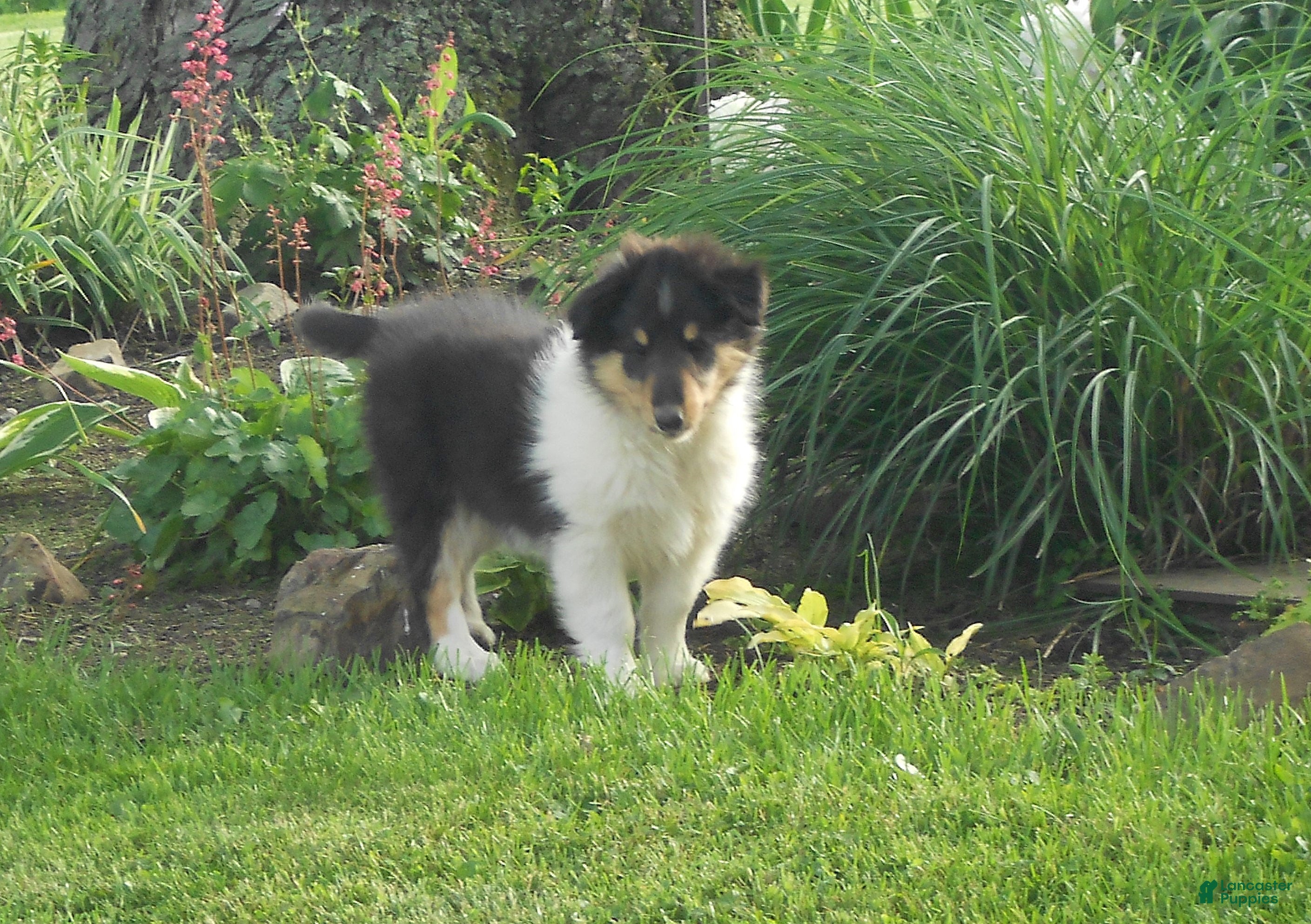 Collie dogs Dillard - Ad 1