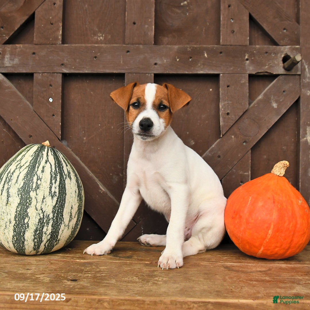 Jack Russell Terrier dogs for sale: Sam - Ad 8