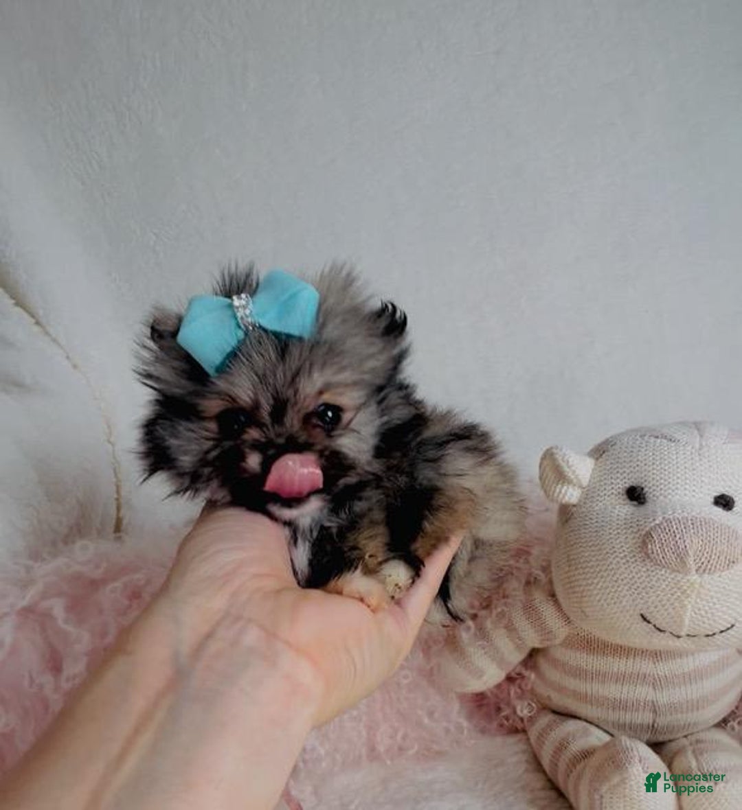 Pomeranian dogs for sale: Teacup Pomeranian Puppy 1 - Ad 3