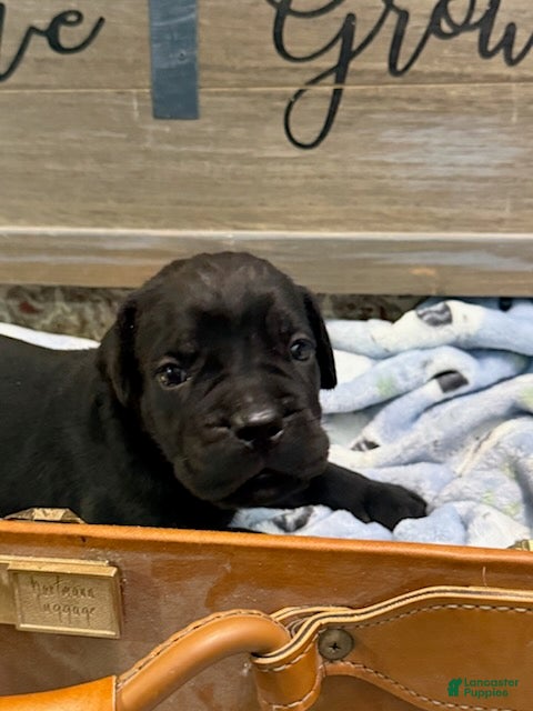 Cane Corso dogs Boy 4 - Ad 2