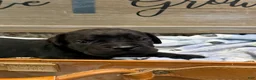 Cane Corso dogs for sale: Boy 4 - Ad 2
