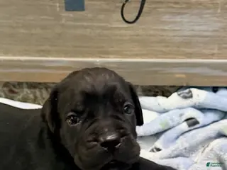 Cane Corso dogs Boy 4 - Ad 2