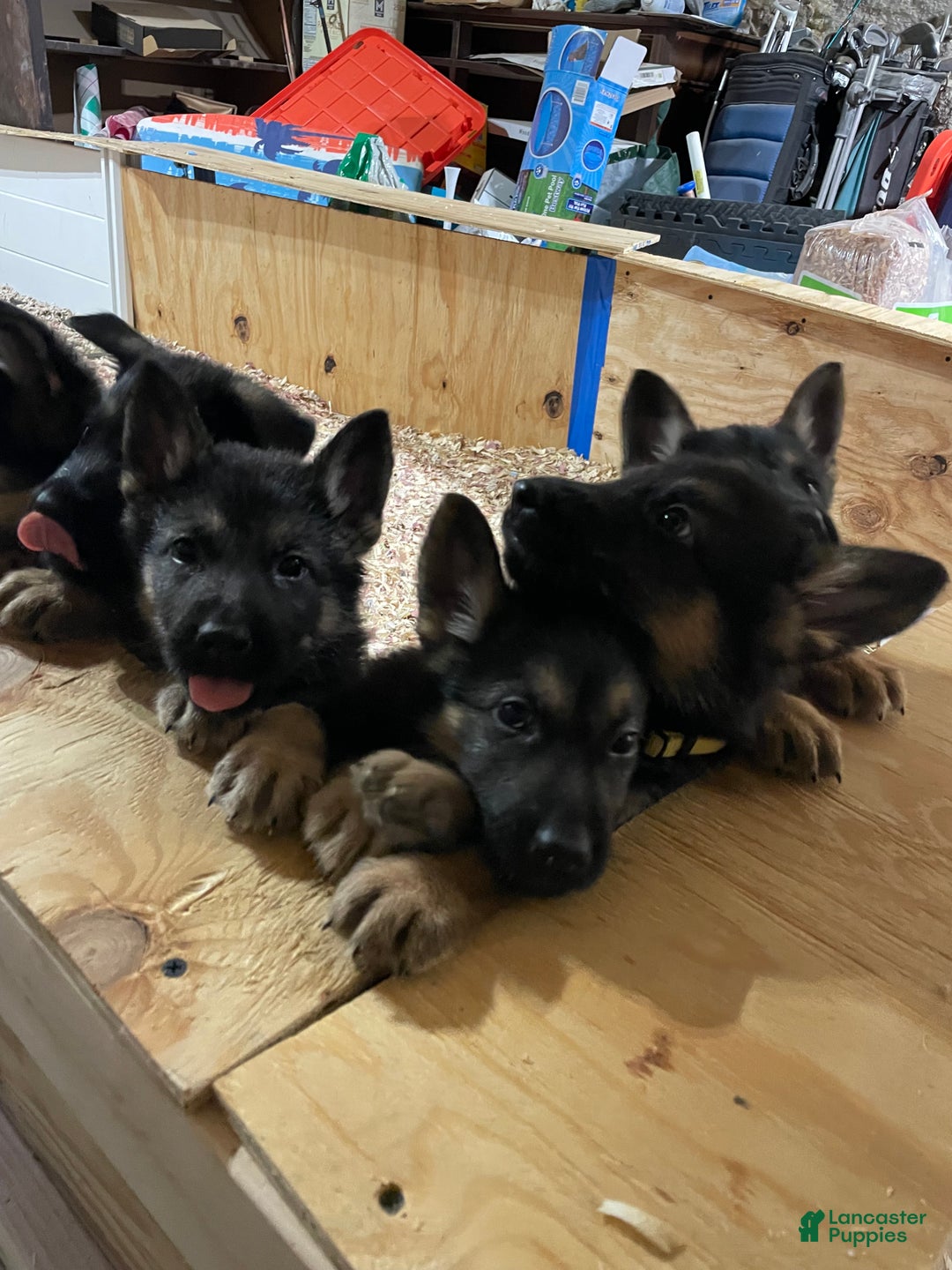 German Shepherd dogs for sale: Sugar/purple collar - Ad 14
