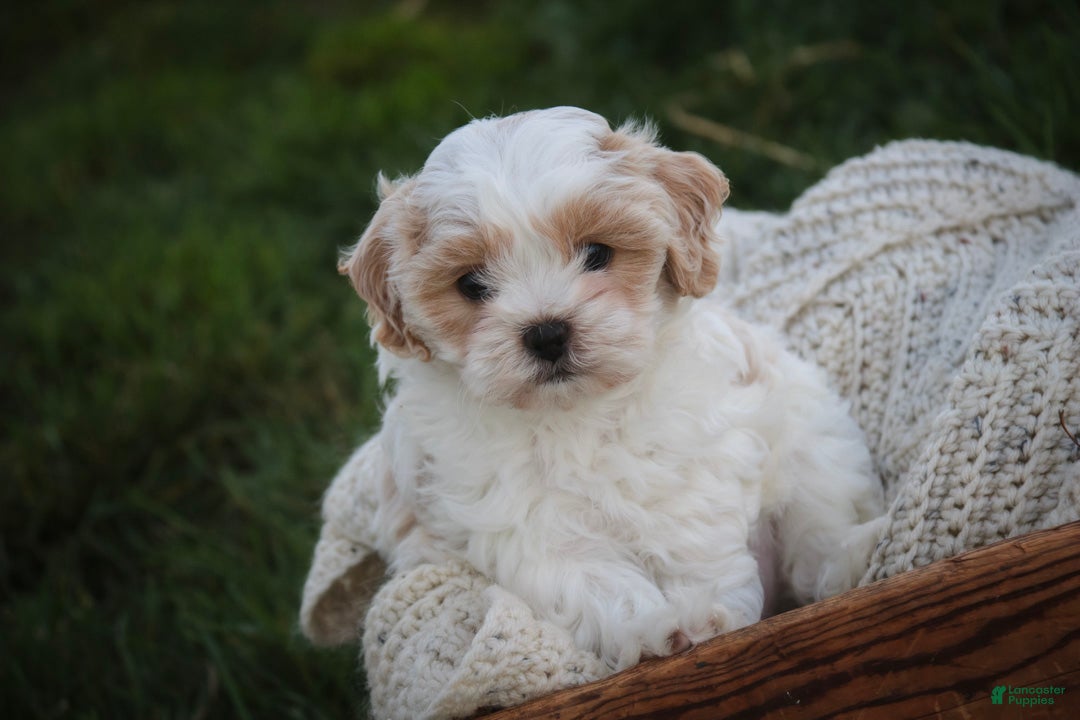 Shihpoo dogs for sale: Marian Shihpoo  - Ad 2