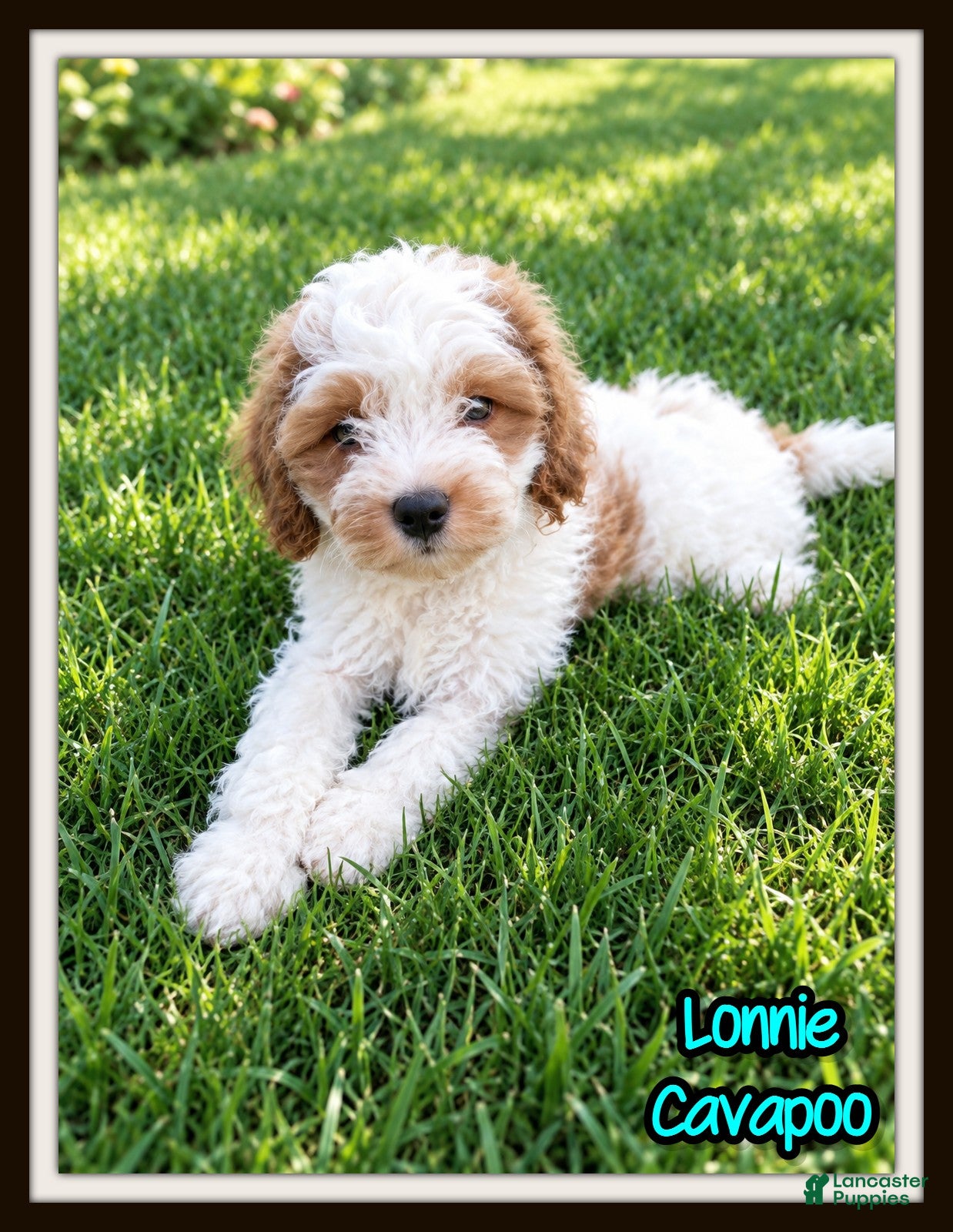 Cavapoo dogs Lonnie - Ad 1