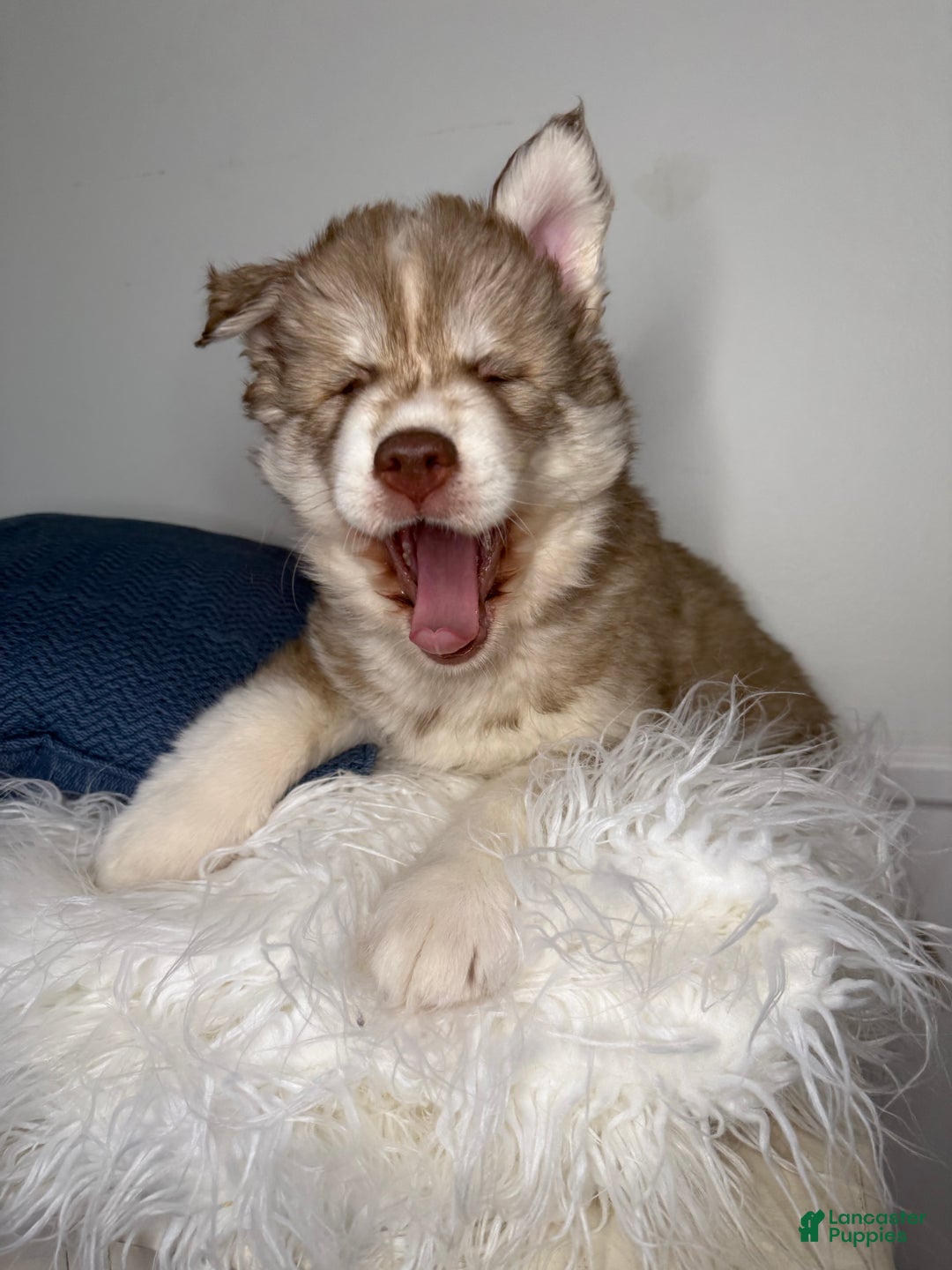 Siberian Husky dogs for sale: Canyon - Ad 2