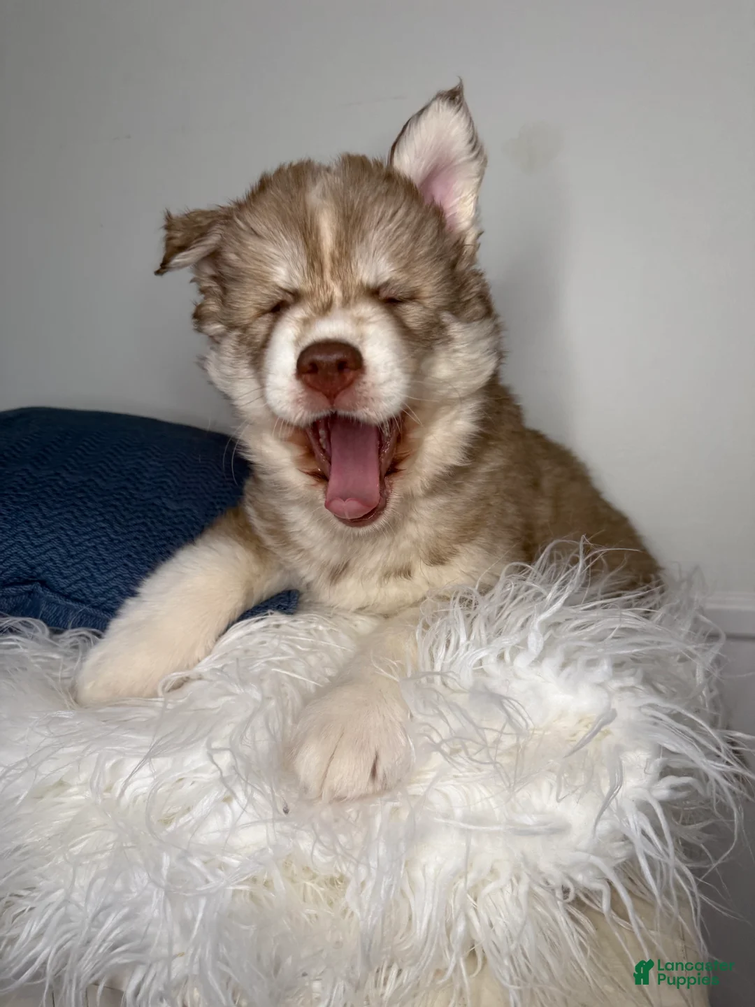 Siberian Husky dogs for sale: Canyon - Ad 2
