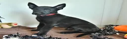 Belgian Malinois dogs for sale: Lupin - Ad 3