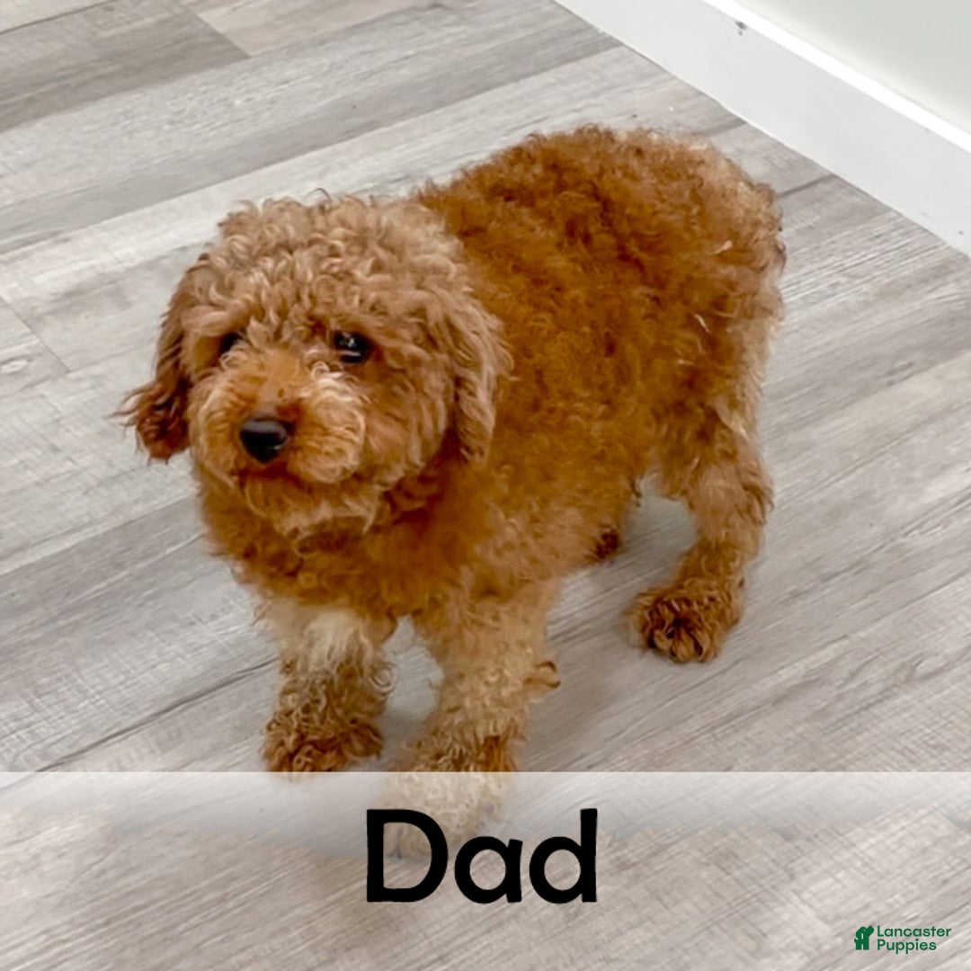 Cavapoo dogs for sale: Baxter - Ad 11