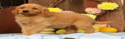 Golden Retriever dogs for sale: Hudson - Ad 12