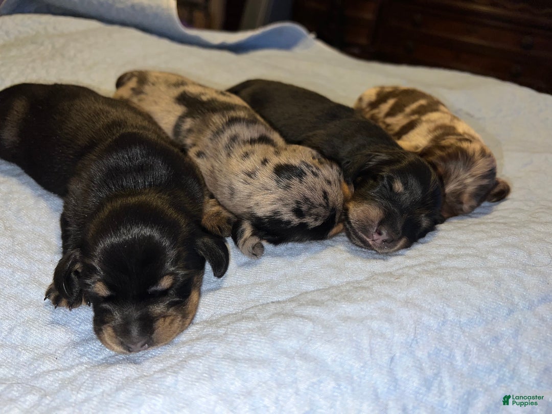 Miniature Dachshund dogs for sale: Black and tan lh ch import - Ad 3
