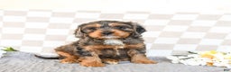 Cavapoo dogs for sale: Rover - Ad 1