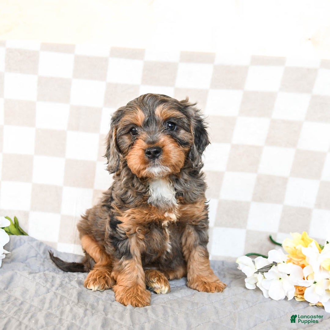 Cavapoo dogs for sale: Rover - Ad 1