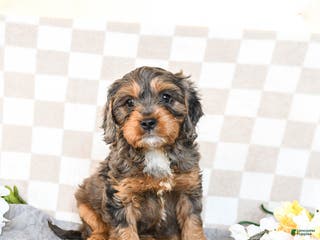 Cavapoo dogs Rover - Ad 12