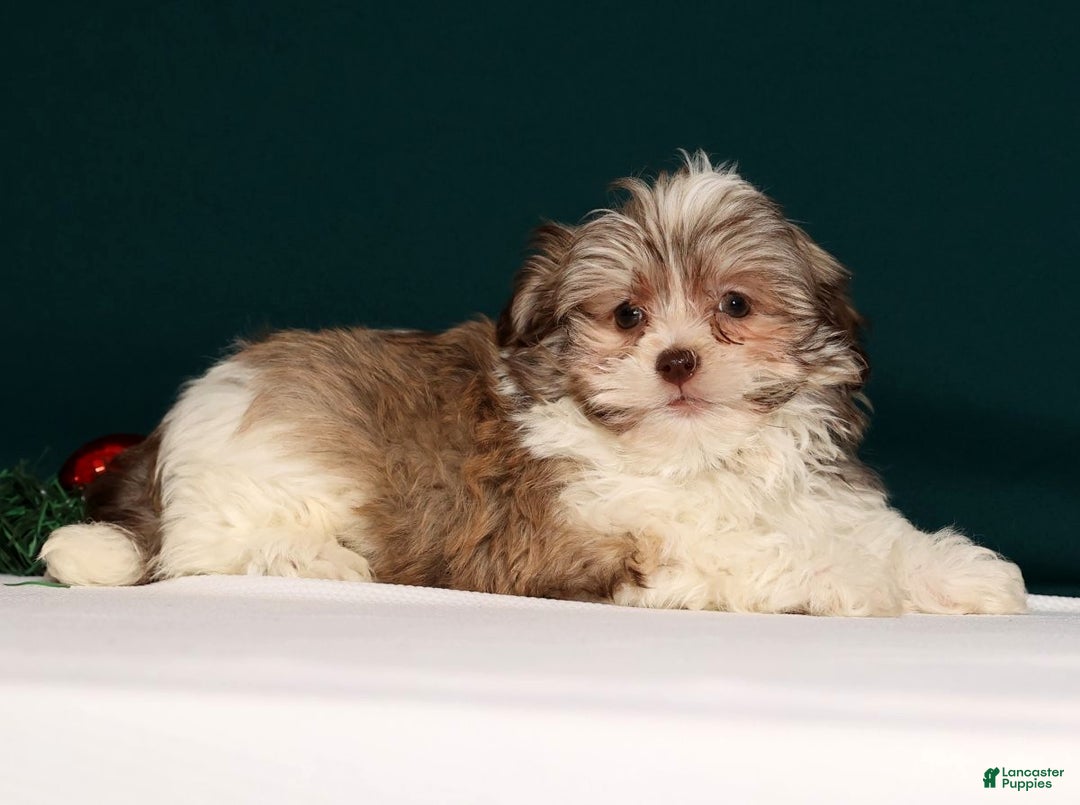 Havanese dogs for sale: Drew - Ad 8