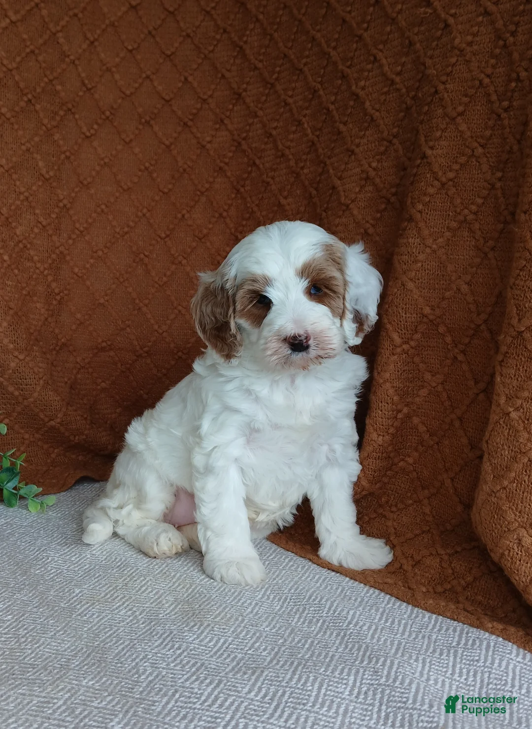 Cavapoo dogs for sale: Glory - Ad 1
