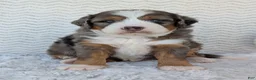 Mini Bernedoodle dogs for sale: Mini Bluey - Ad 18