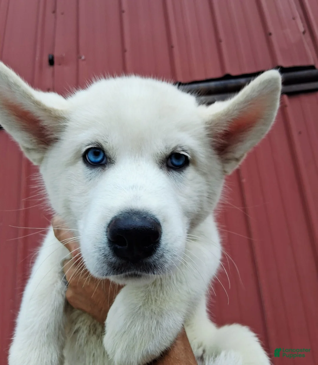 Siberian Husky dogs for sale: Dominic  - Ad 2