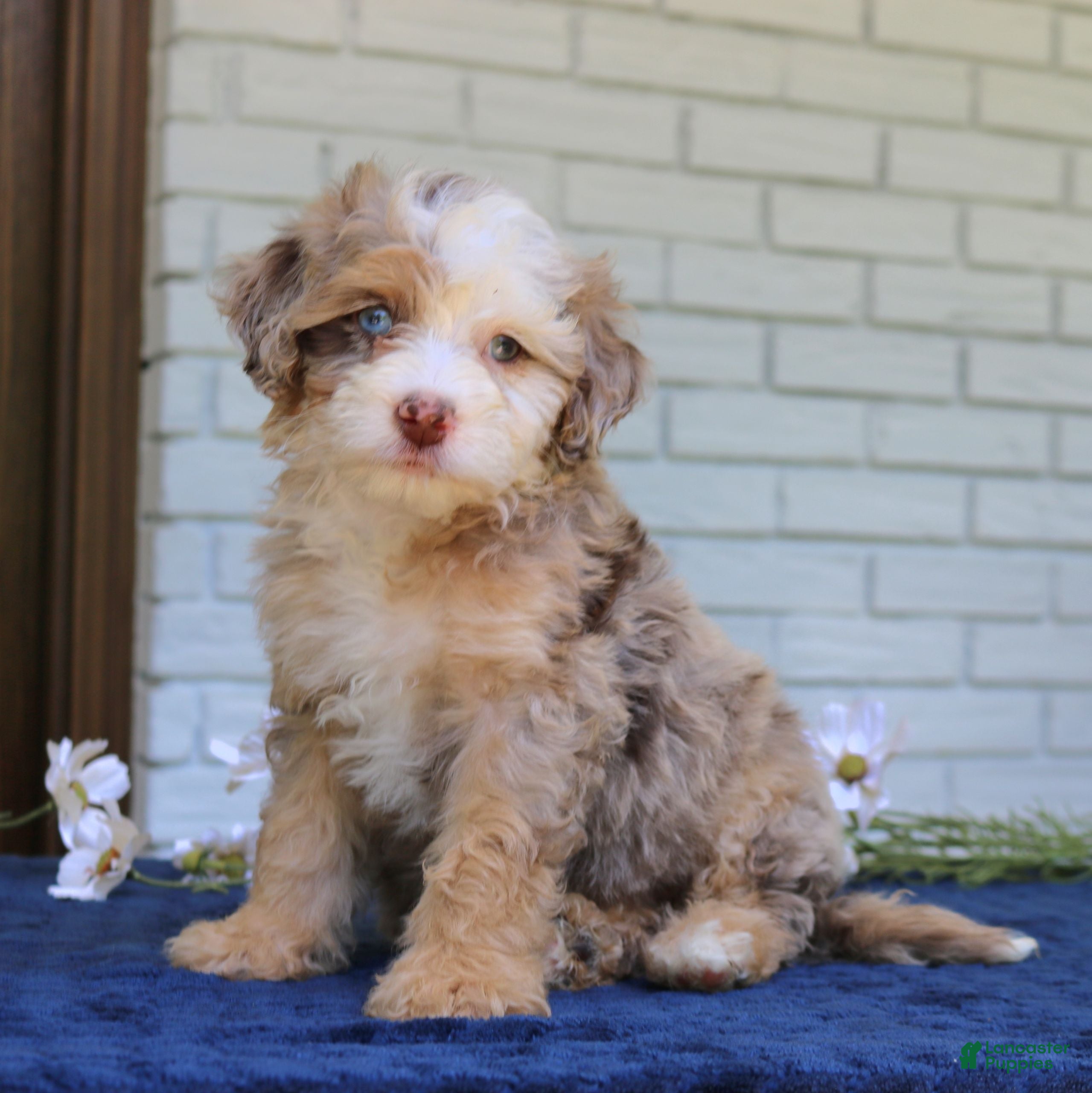 Mini Bernedoodle dogs Wendy  - Ad 1