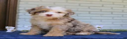 Mini Bernedoodle dogs for sale: Wendy  - Ad 3