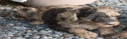 Standard Poodle dogs for sale: Standard Poodle 9 Chocolate Merle - Ad 3