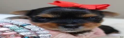 Yorkshire Terrier dogs for sale: Peyton - Ad 3