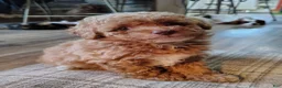 Toy Poodle dogs for sale: Snuggles Toy Poodle 1 - Ad 4