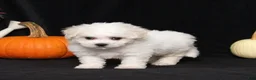 Bichon Frise dogs for sale: Layla - Ad 3