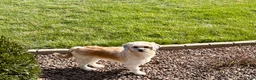 Lhasa Apso dogs for sale: Heather - Ad 6
