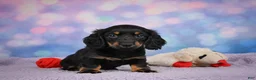 Miniature Dachshund dogs for sale: AKC Jane - Ad 9