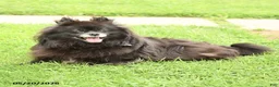 Pomeranian dogs for sale: Fluff  - Ad 3