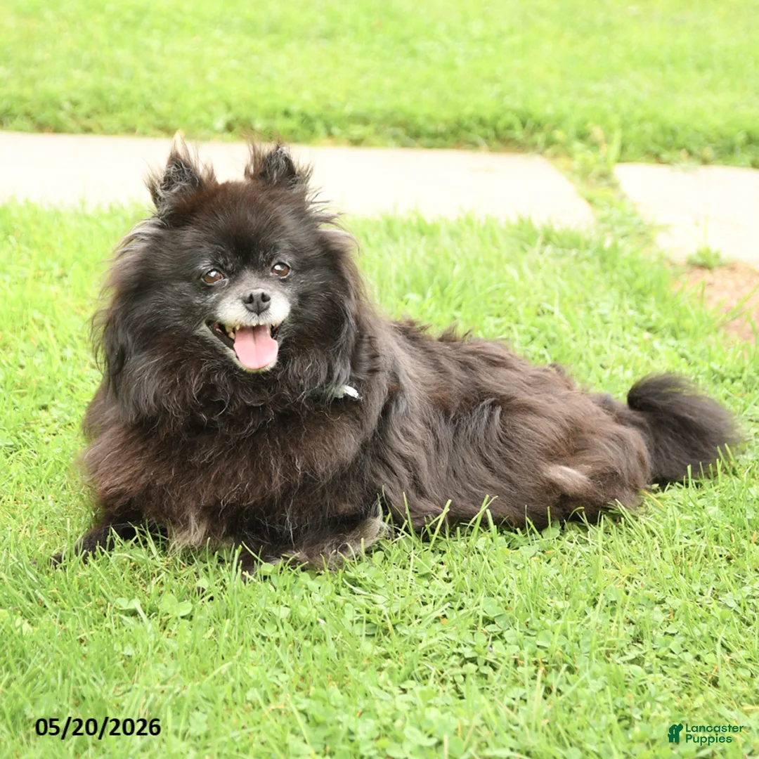 Pomeranian dogs for sale: Fluff  - Ad 3