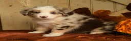 Australian Shepherd dogs for sale: Chestnut - Ad 5