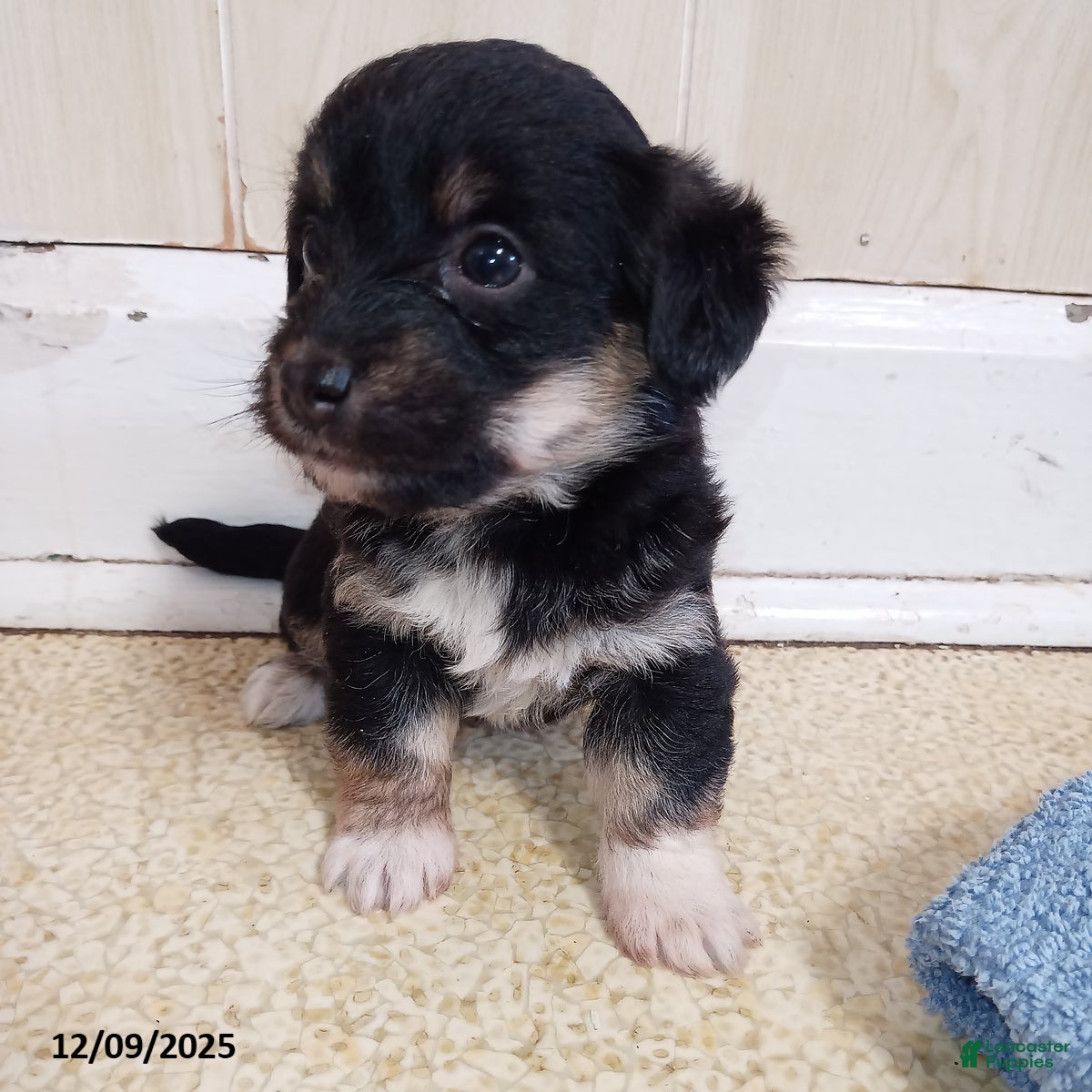 Corgipoo dogs Brinley - Ad 3