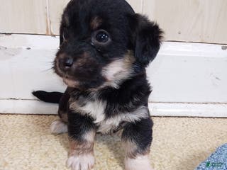 Corgipoo dogs Brinley - Ad 7