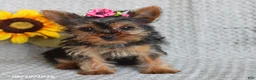 Yorkshire Terrier dogs for sale: Fluffy - Ad 5