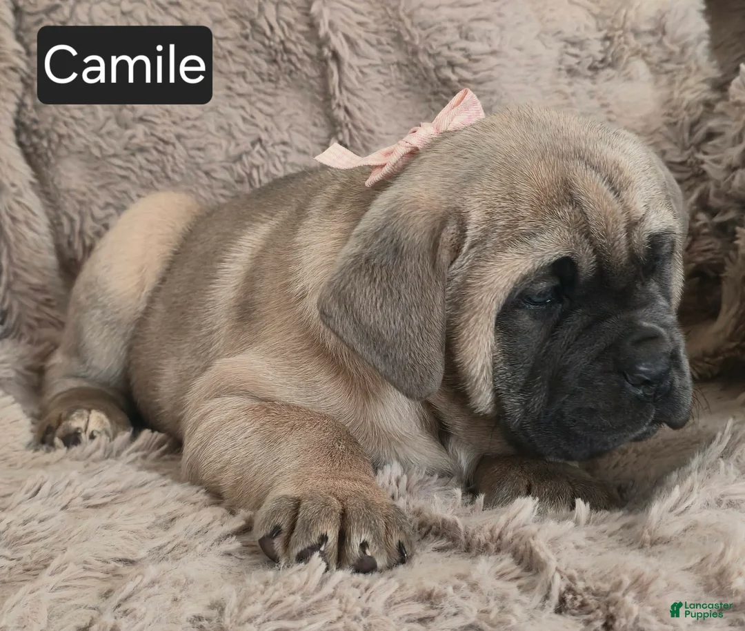 Cane Corso dogs for sale: Camile - Ad 5